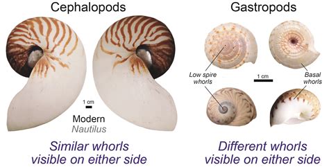 Gastropod Shapes and Description, Kentucky Geological Survey ...