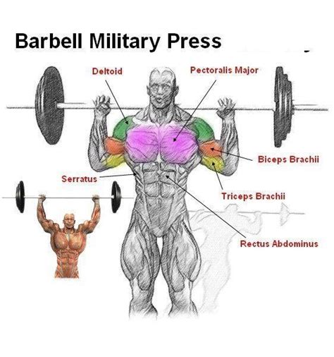 Barbell Military Press | Shoulders | Pinterest | Military