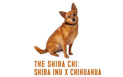 Shiba Inu Chihuahua Mix – Information And Facts - My First Shiba Inu