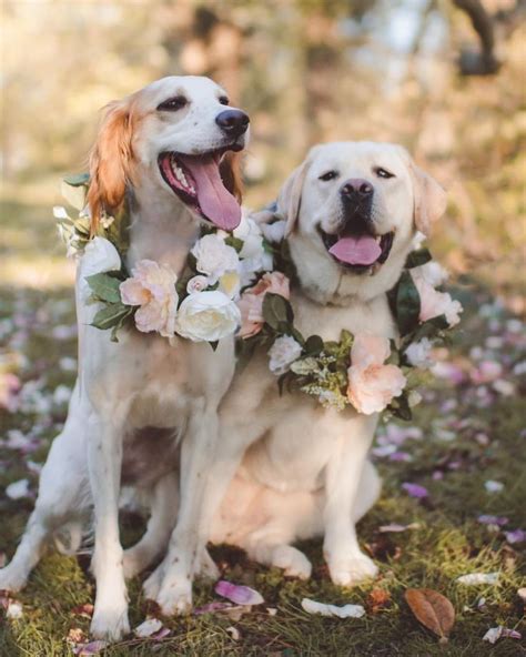 Dogs in flower crown photo, weddings | Flower crown, Pup, Flowers