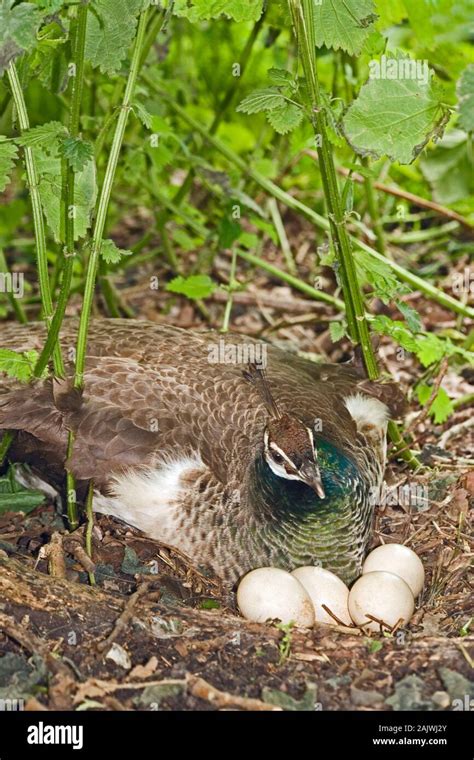 Peacock nest hi-res stock photography and images - Alamy