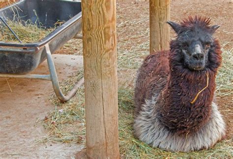 The Zoo in Sioux Falls, South Dakota is a Family Friendly Attraction for All Ages Stock Photo ...