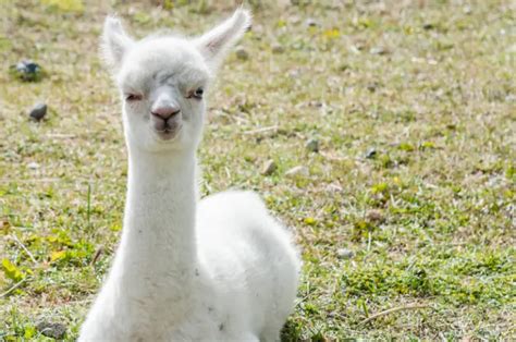 What Do You Call A Baby Llama? The Adorable Answer – Savvy Farm Life