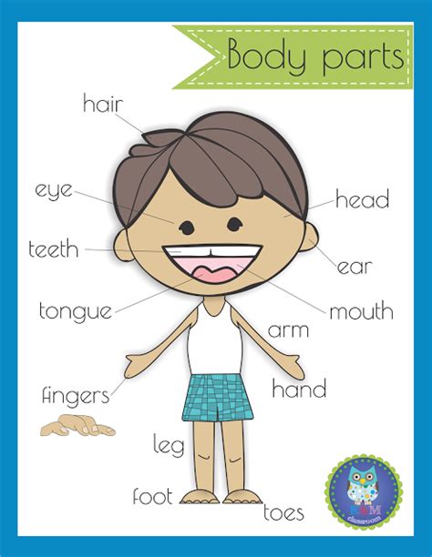 Parts Of The Body Printable Chart