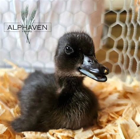 Our Favorite Duck Breeds - Murray McMurray Hatchery Blog