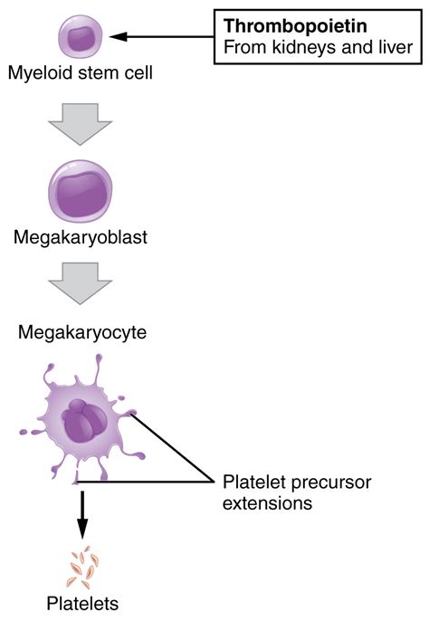 Leukocytes and Platelets | Anatomy and Physiology II