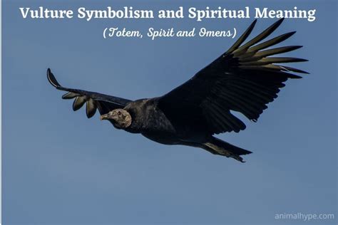 Vulture Symbolism and Meaning (Totem, Spirit and Omens) - Animal Hype