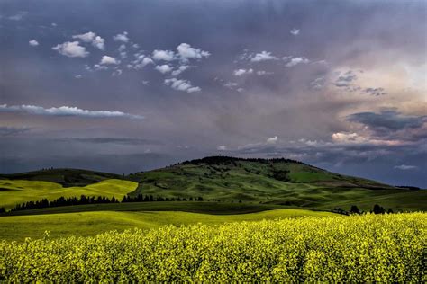 Robert Bush Photography ( Palouse Canola Fields )