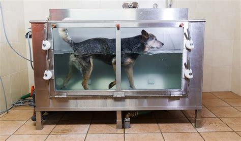 The Benefits of Hydrotherapy and Underwater Treadmill for Dogs