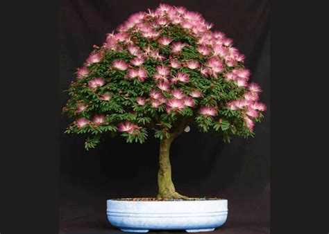 Care guide for the Silk tree Bonsai tree (Albizia or Mimosa) - Bonsai ...