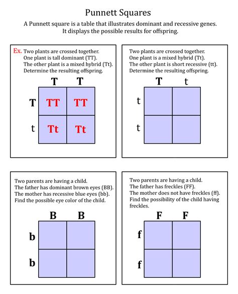 Dihybrid Punnett Square Practice Worksheet