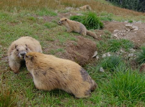 Wildlife Viewing on the Olympic Peninsula & Olympic National Park