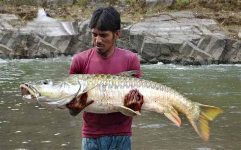 Spreebird wildlife: Mahseer (National Fish of Pakistan)