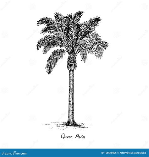 Syagrus Romanzoffiana, the Queen or Cocos Palm Tree Silhouette, Hand Drawn Gravure Style, Vector ...