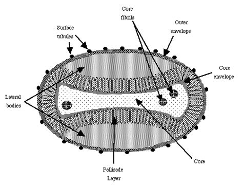 Poxviridae