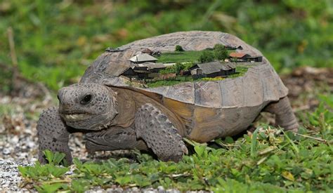 Gopher Tortoise burrows can be up to 40 miles (64 kilometers) long and 10 miles (16 kilometers ...