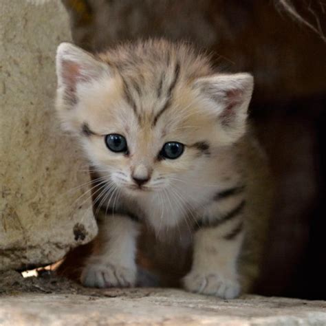 sand cats Archives - Animal Fact Guide