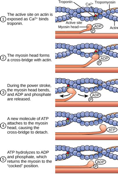 Anatomy Muscle Contraction - Anatomical Charts & Posters