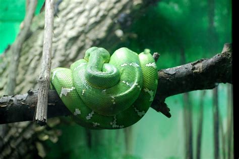 Green Tree Python | Morelia viridis, Philadelphia Zoo | Manjith Kainickara | Flickr