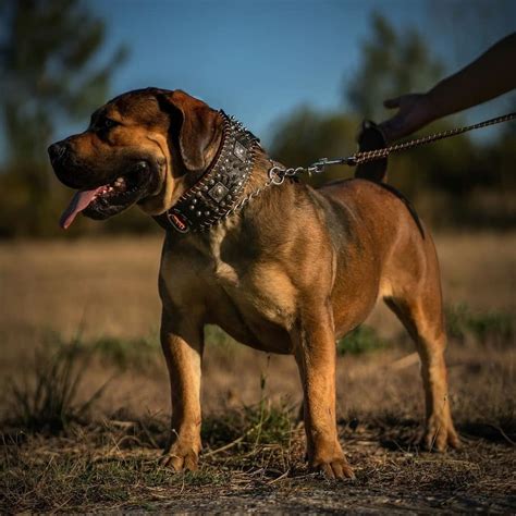 South African Boerboel: reasons why every homeowner should buy this dog ...