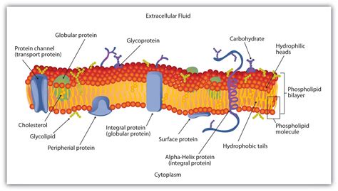 Plasma Membrane Diagrams | 101 Diagrams