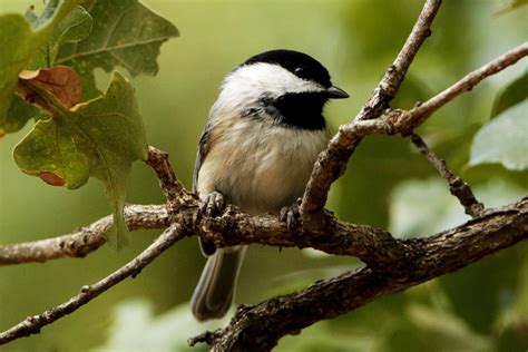 Black-capped Chickadee Close-up Free Stock Photo - Public Domain Pictures