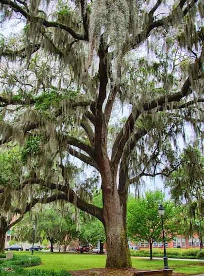 The Live Oaks of Savannah, GA | Tree, Live oak trees, Oak tree