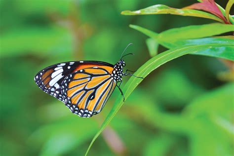 Simple Things You Can Do to Help Protect the Mighty Monarch Butterfly - Second House on the Right