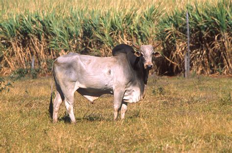 File:Bos taurus indicus.jpg - Wikimedia Commons