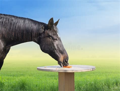 Horse Eating Carrots on Table Stock Image - Image of food, standing: 37418329