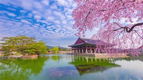 Gyeongbokgung Palace Cherry Blossom Spring Seoulsouth Stock Photo 1446140051 | Shutterstock
