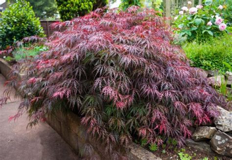 10 Different Types of Japanese Maple - Garden Lovers Club