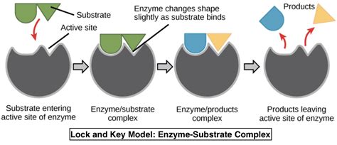 A biological catalyst is essentially(a) An enzyme(b) A carbohydrate (c ...