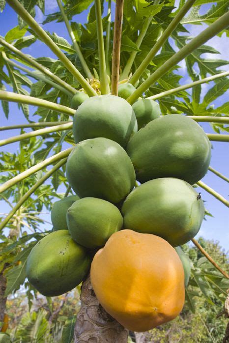 Papaya tree | Papaya tree, Exotic fruit, Organic vegetable seeds