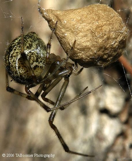 American House Spider with Egg Sac - Parasteatoda tepidariorum - BugGuide.Net