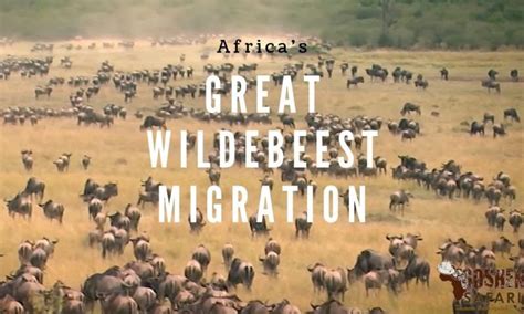 Wildebeest Migration Tour | Kenya Wildebeest Migration Safaris | Masaai