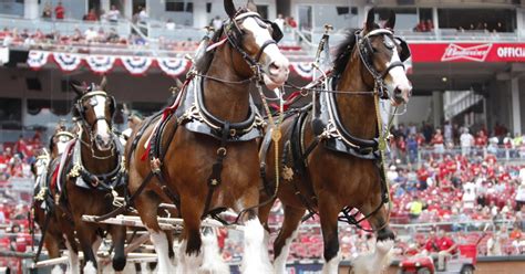 Super Bowl 2018: Budweiser's Clydesdales get special online ad