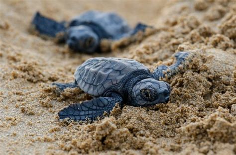 40 Adorable Pictures of Baby Turtles | Reader’s Digest