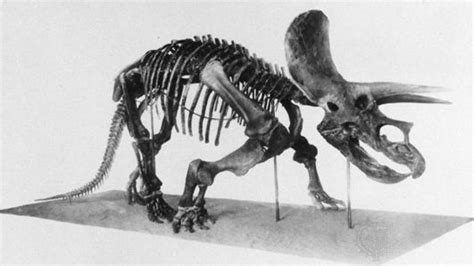 Triceratops | Description, Size, Fossil, Diet, & Facts | Britannica