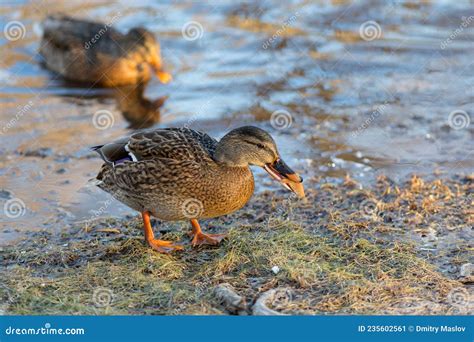 Duck eating bread stock image. Image of food, nature - 235602561