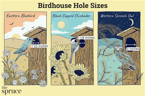 Best Dimensions for Birdhouse Entrance Holes