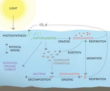 Photosynthesis - Definition and Examples - Biology Online Dictionary