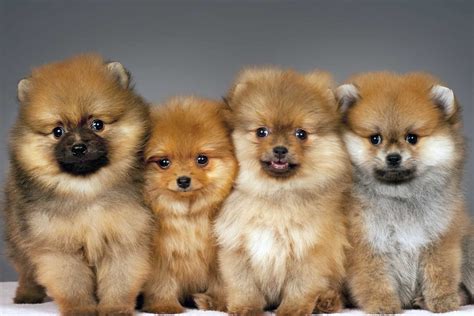 Why the Fluffy Pomeranian is the Best Companion - K9 Web