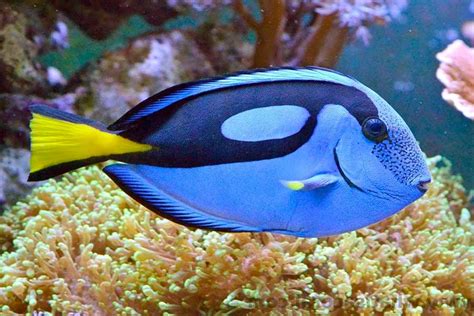 Coral Reef Fish: Discover 15 Beautiful Species | Citrus Reef