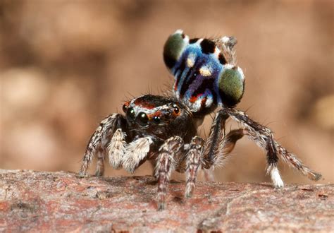 _MG_0153 peacock spider Maratus harrisi | Male of newly desc… | Flickr