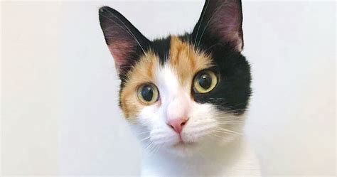 Calico Cats: One of a Kind | Home At Last Rescue