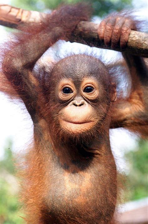 Baby Orangutan : r/aww