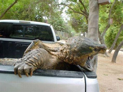 Alligator Snapping Turtle Bite Force Newtons : There are 2 famous ...