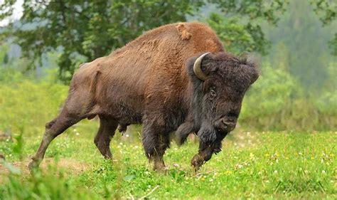 Woman gored by bison in Yellowstone after crowd gets too close - East ...