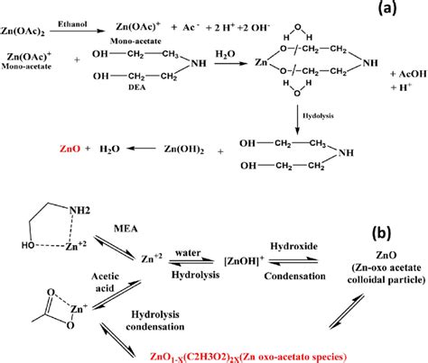 (a) The mechanism for the reaction of zinc acetate and DEA in Ethanol ...